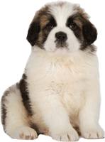 Роял Канин корм для щенков крупых пород Royal Canin Giant Puppy